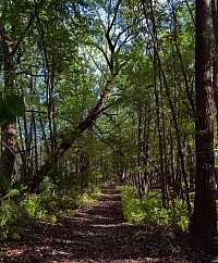 Sous bois