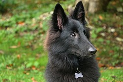 Attention à nos compagnons